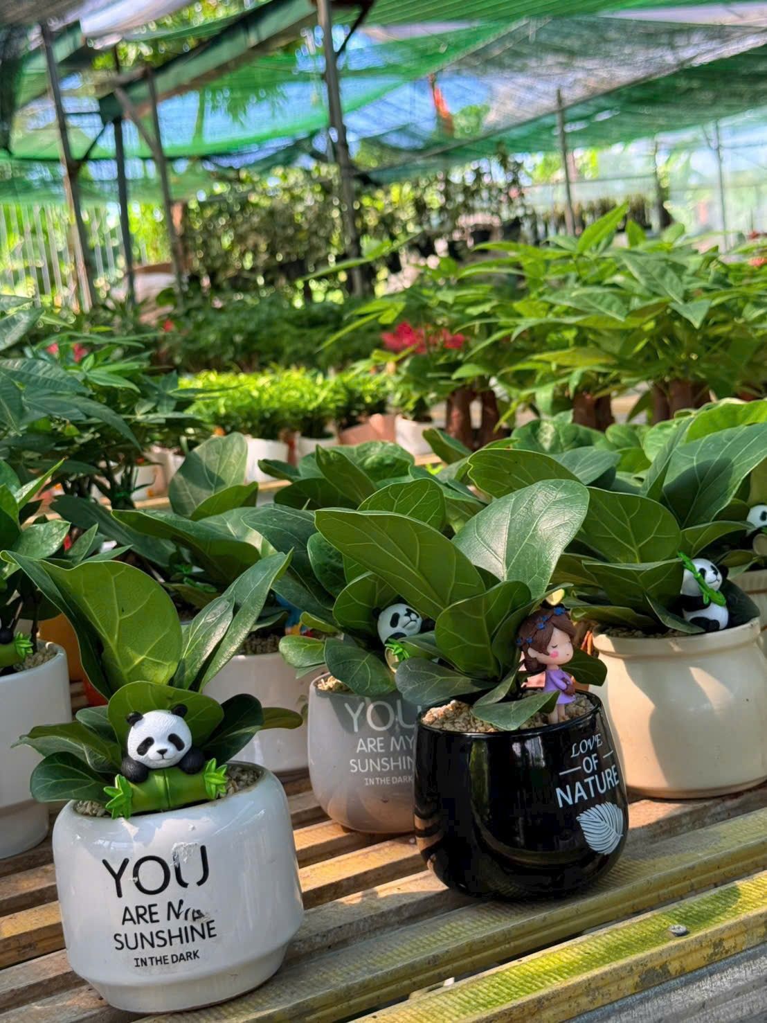 Cây Bàng Singapore