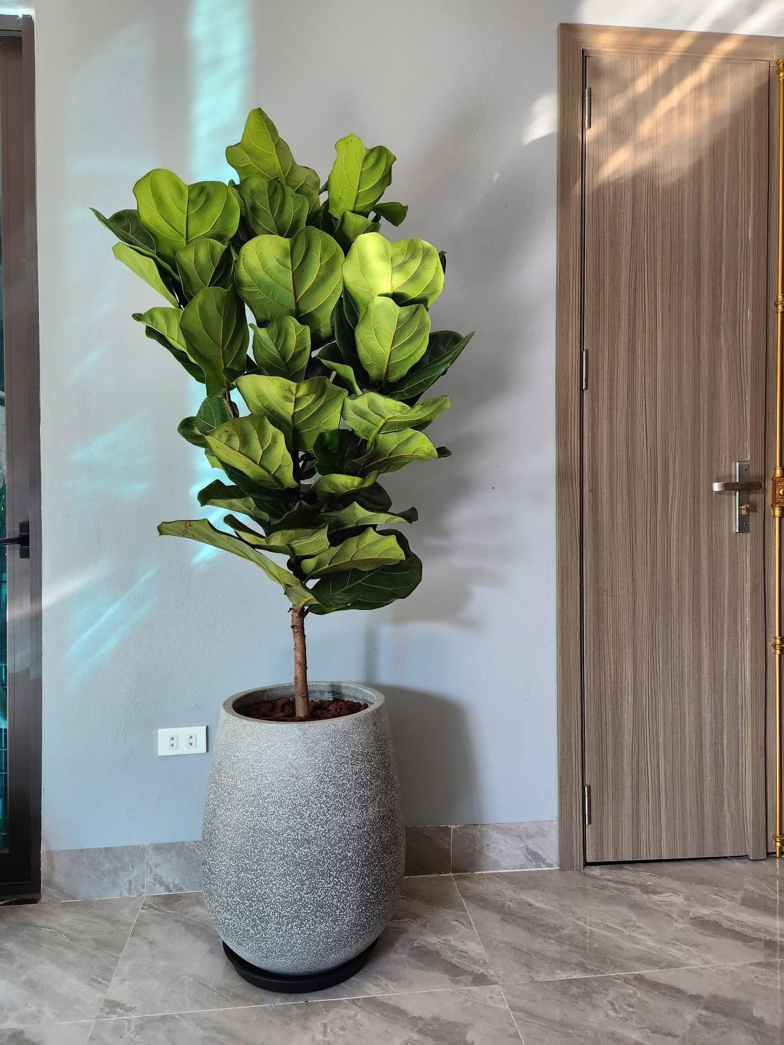 Cây Bàng Singapore