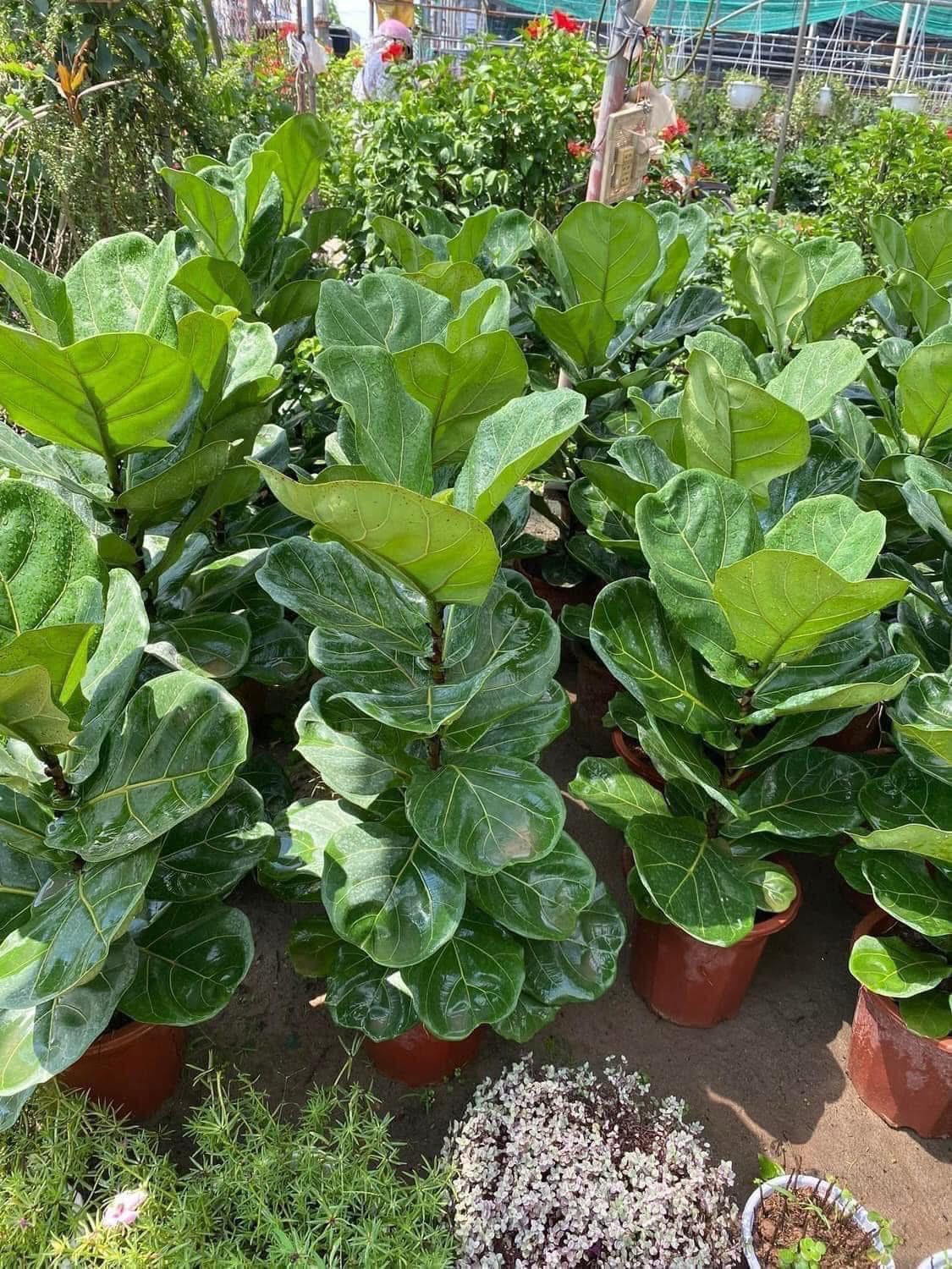 Cây Bàng Singapore