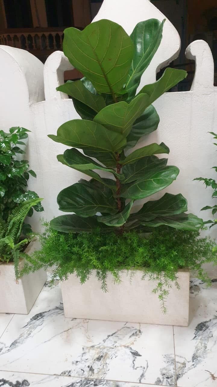 Cây Bàng Singapore