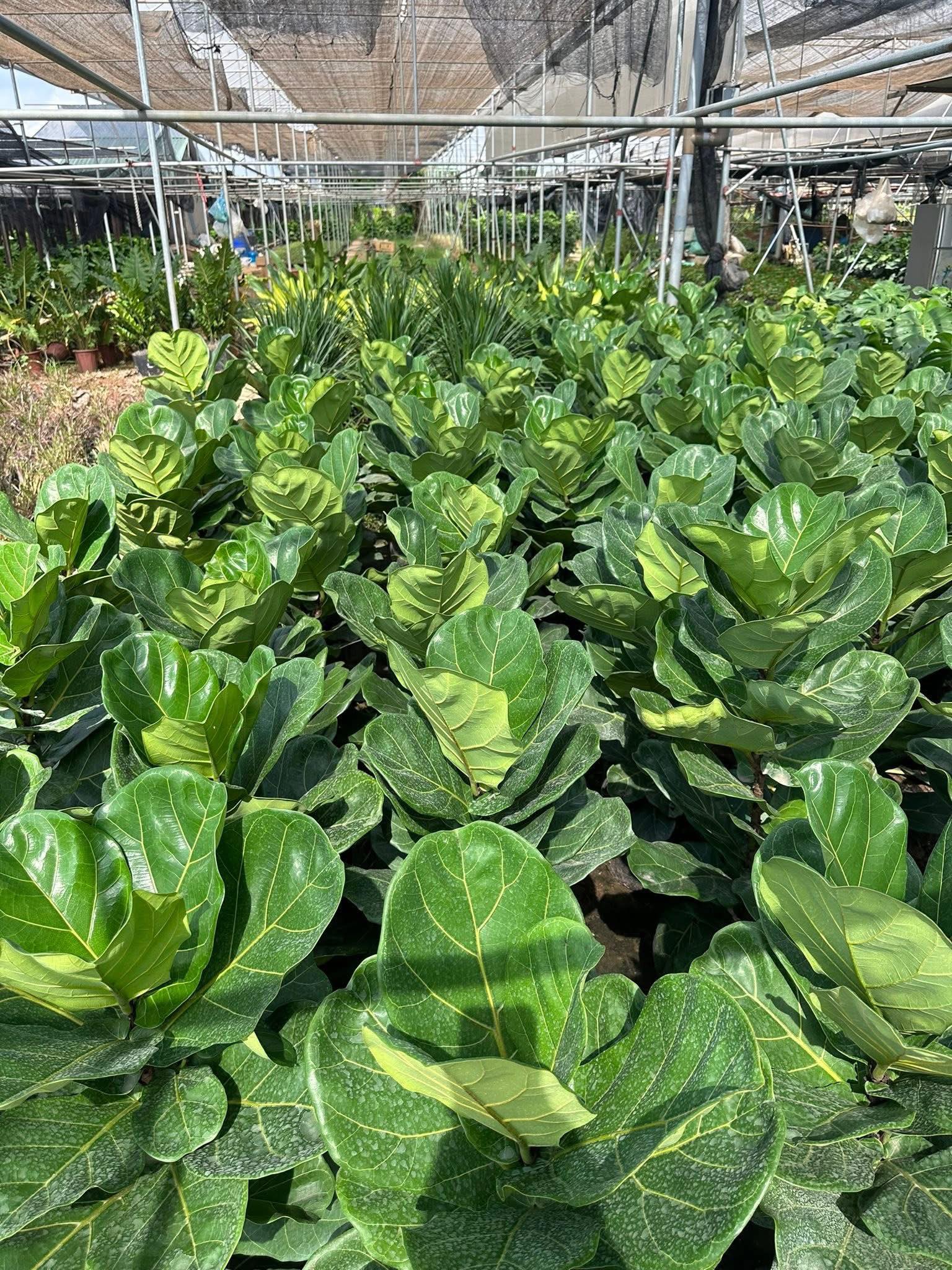 Cây Bàng Singapore