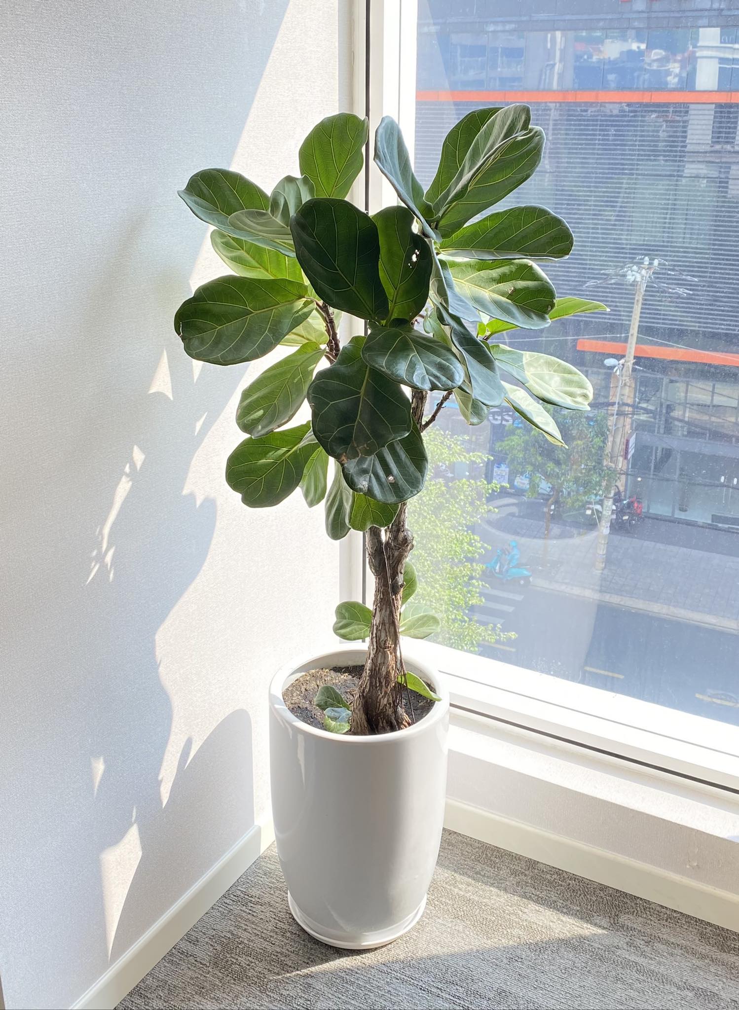 Cây Bàng Singapore