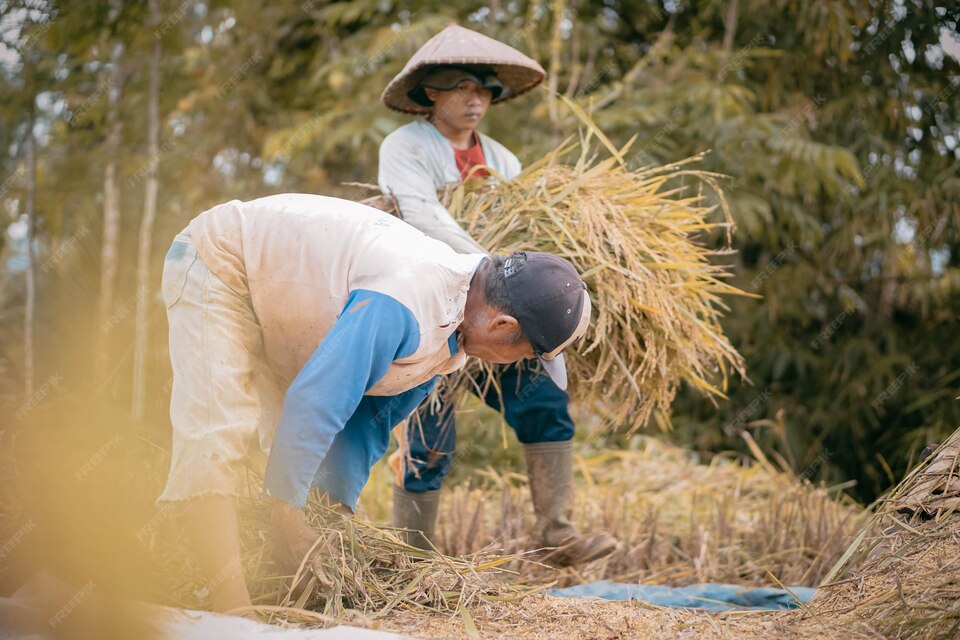 Chủ động mùa vụ, tăng năng xuất