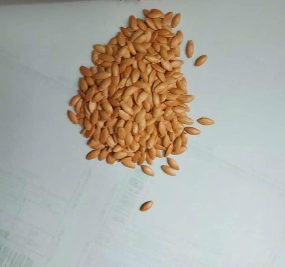 Tròng cây từ hạt giống dưa leo