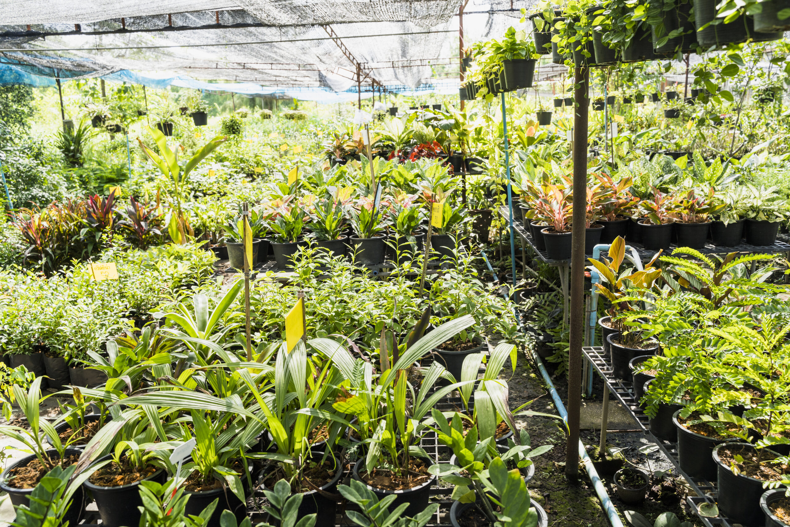 trồng cây trong chậu