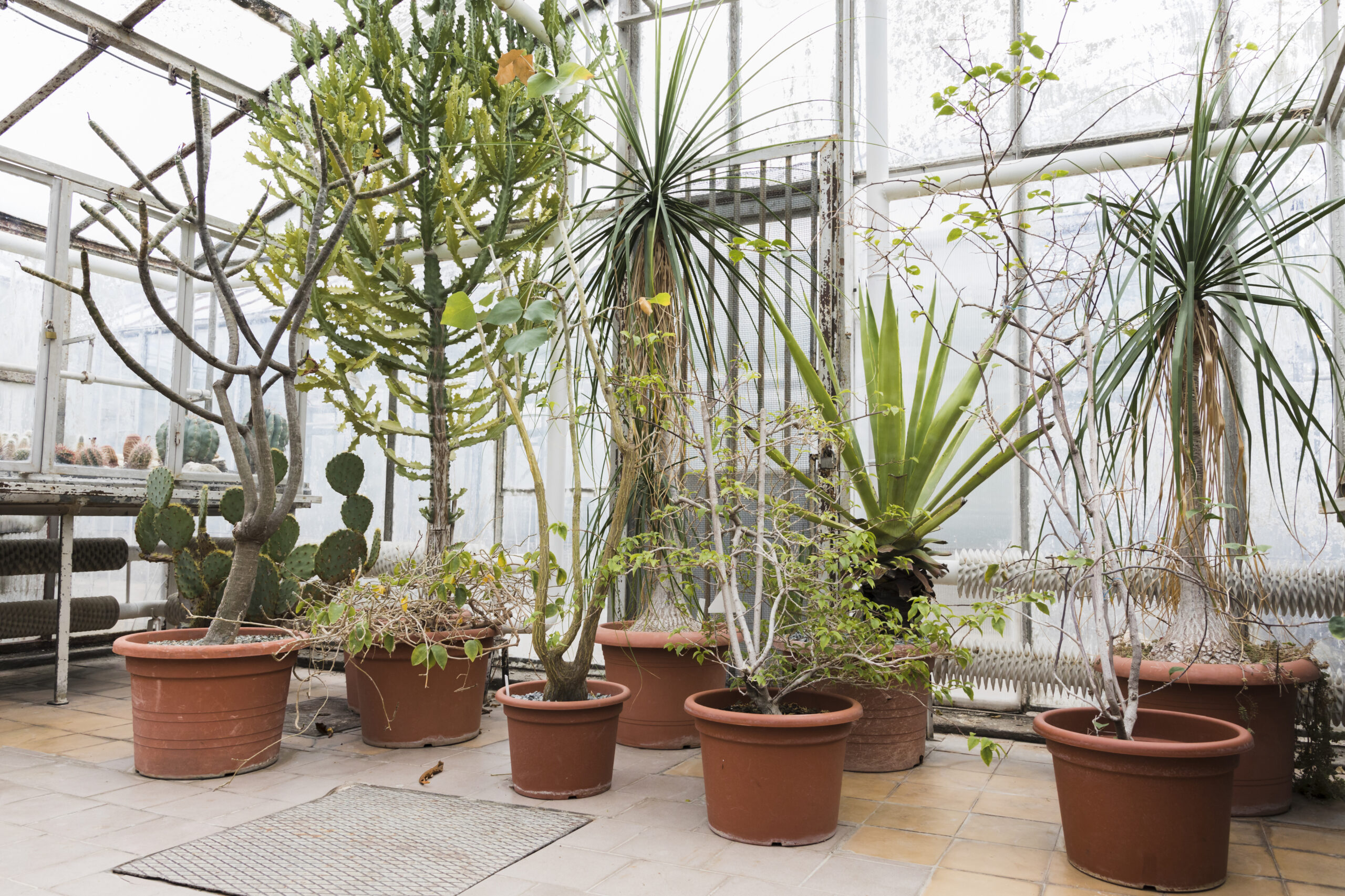 trồng cây trong chậu