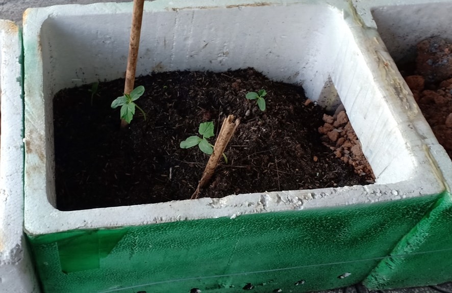 Trồng dưa leo từ cây con
