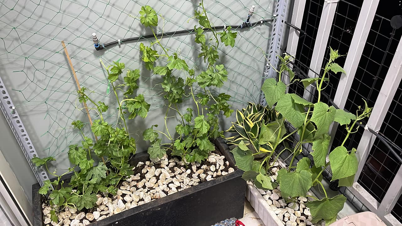 Cách trồng dưa leo đơn giản tại nhà