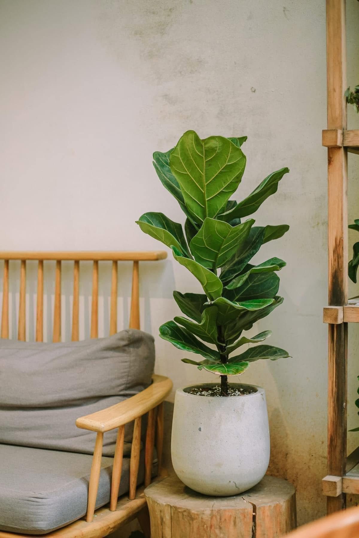 Cây Bàng Singapore