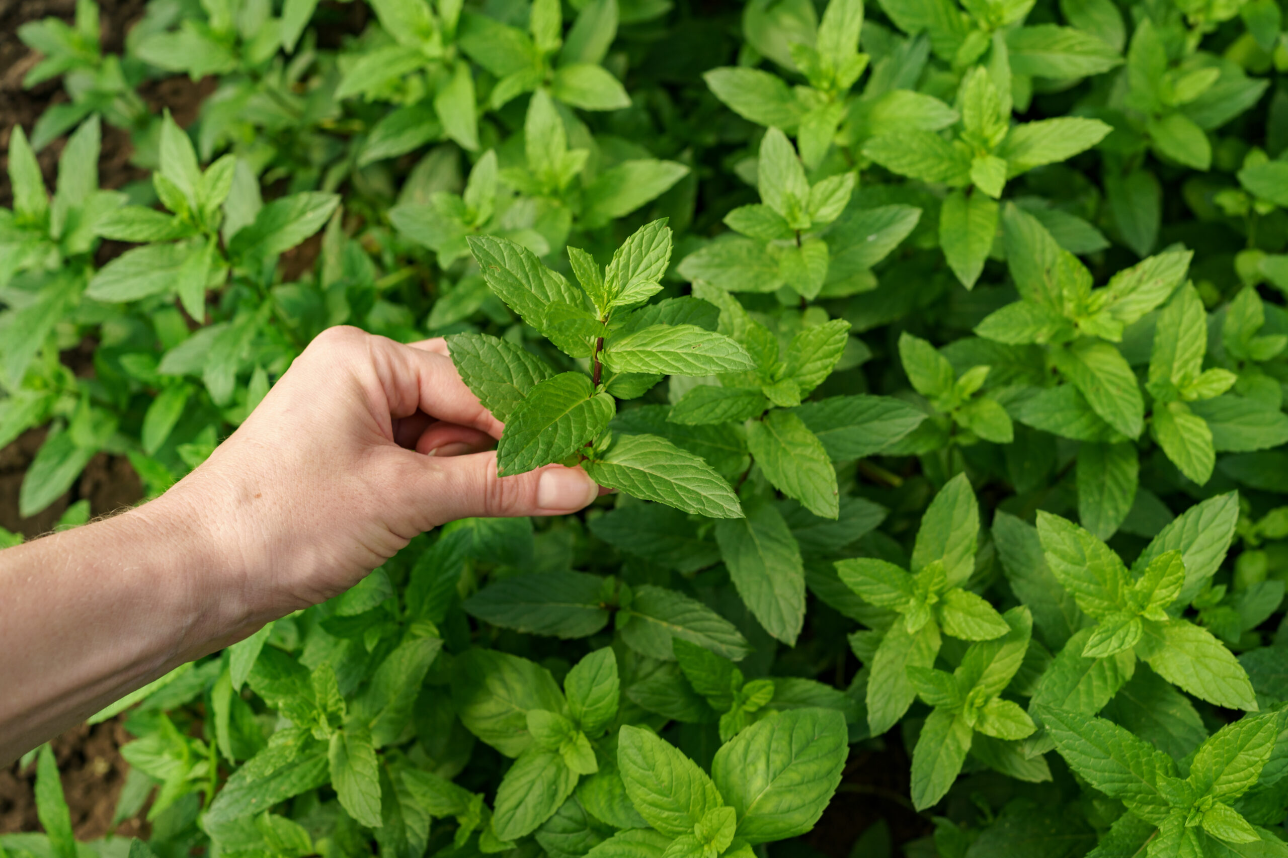 tác dụng của húng quế